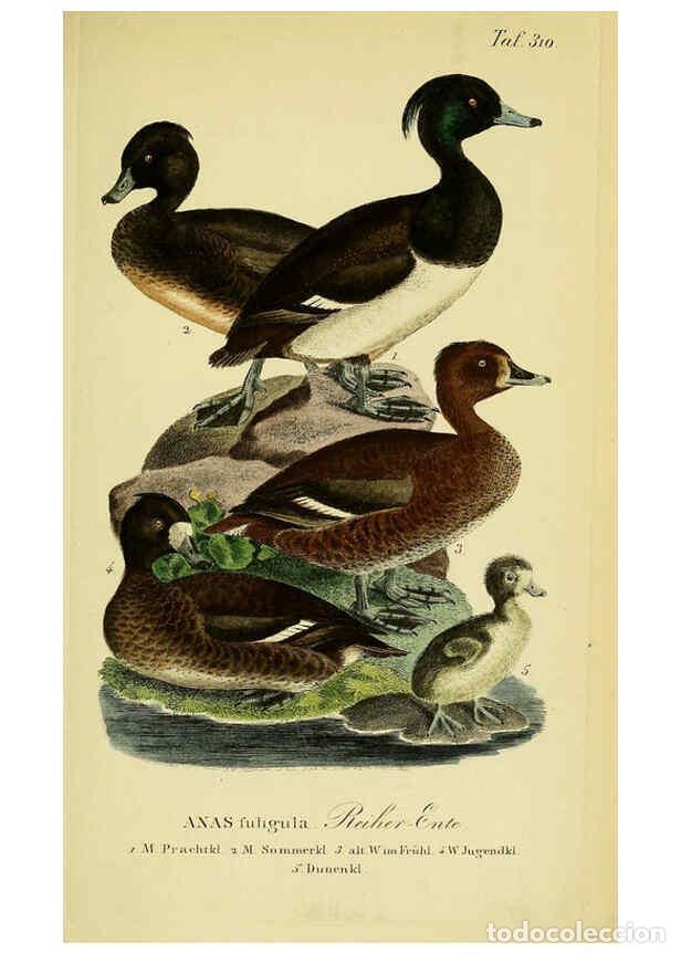 Collectionnisme de Revues et Journaux: Reproducci&oacute;n/Reproduction 6058928607: Johann Andreas Naumann's ... Naturgeschichte der V&ouml;gel Deutsch