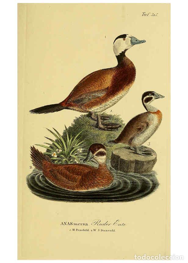 Collectionnisme de Revues et Journaux: Reproducci&oacute;n/Reproduction 6059477896: Johann Andreas Naumann's ... Naturgeschichte der V&ouml;gel Deutsch