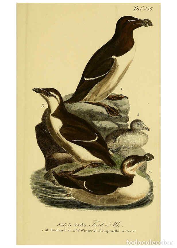 Collectionnisme de Revues et Journaux: Reproducci&oacute;n/Reproduction 6059484988: Johann Andreas Naumann's ... Naturgeschichte der V&ouml;gel Deutsch