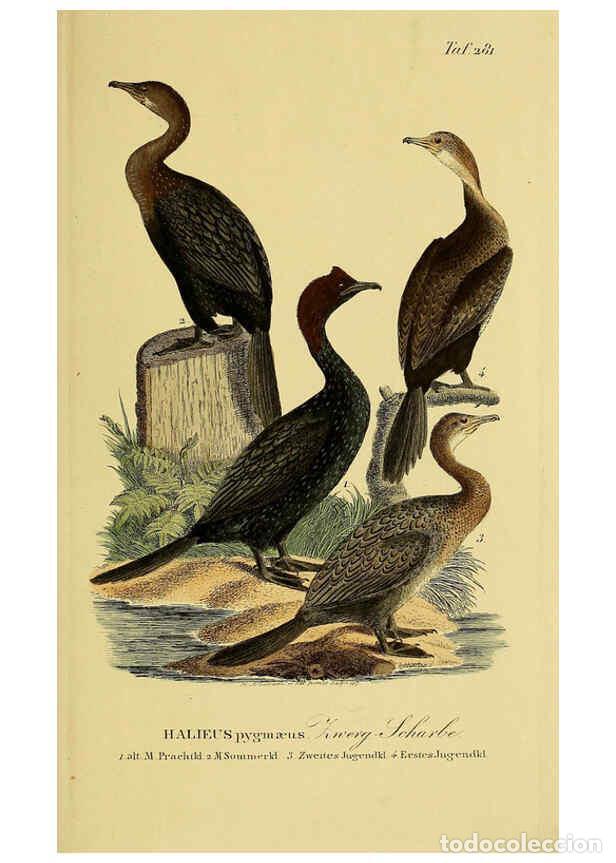 Collectionnisme de Revues et Journaux: Reproducci&oacute;n/Reproduction 6059466314: Johann Andreas Naumann's ... Naturgeschichte der V&ouml;gel Deutsch