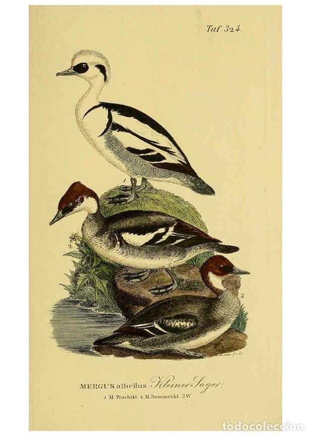 Collectionnisme de Revues et Journaux: Reproducci&oacute;n/Reproduction 6059480896: Johann Andreas Naumann's ... Naturgeschichte der V&ouml;gel Deutsch