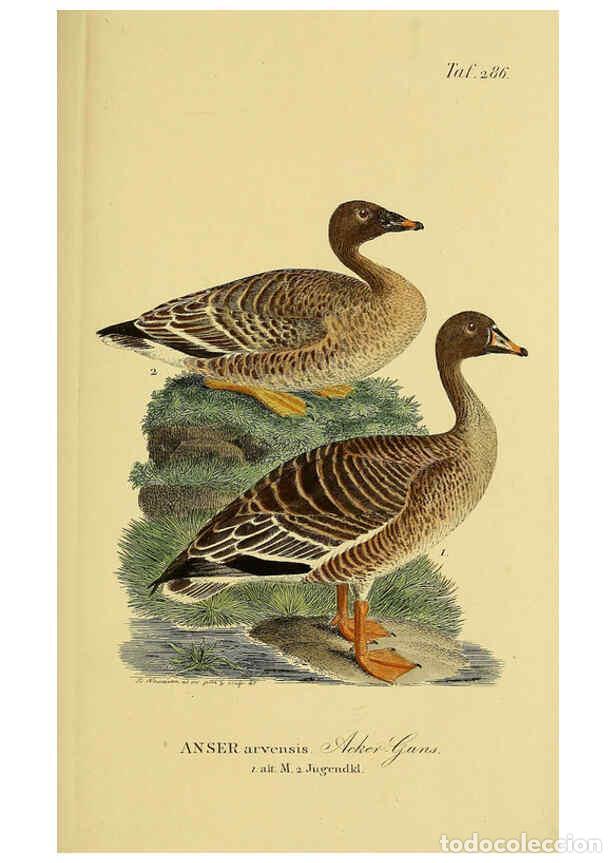Collectionnisme de Revues et Journaux: Reproducci&oacute;n/Reproduction 6059468342: Johann Andreas Naumann's ... Naturgeschichte der V&ouml;gel Deutsch
