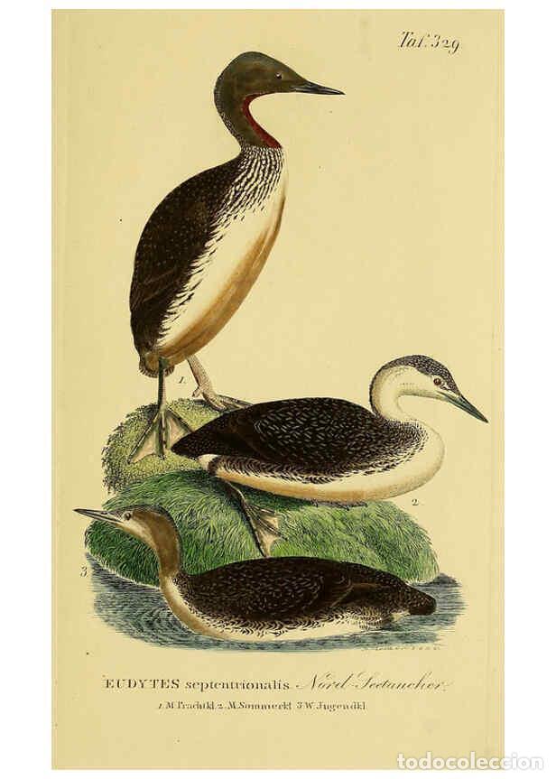 Collectionnisme de Revues et Journaux: Reproducci&oacute;n/Reproduction 6059482506: Johann Andreas Naumann's ... Naturgeschichte der V&ouml;gel Deutsch