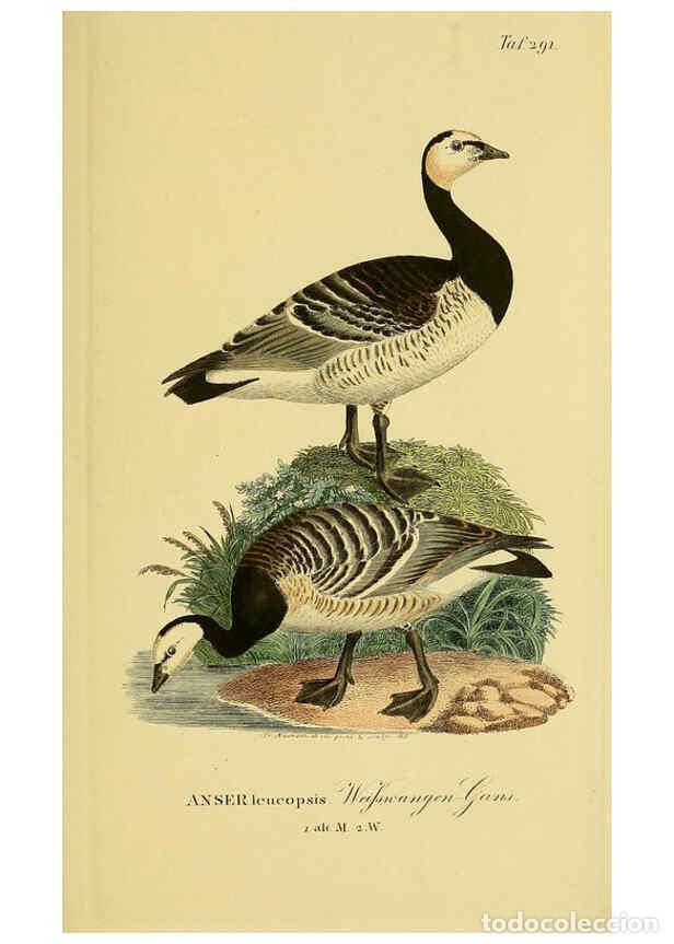 Collectionnisme de Revues et Journaux: Reproducci&oacute;n/Reproduction 6058922287: Johann Andreas Naumann's ... Naturgeschichte der V&ouml;gel Deutsch