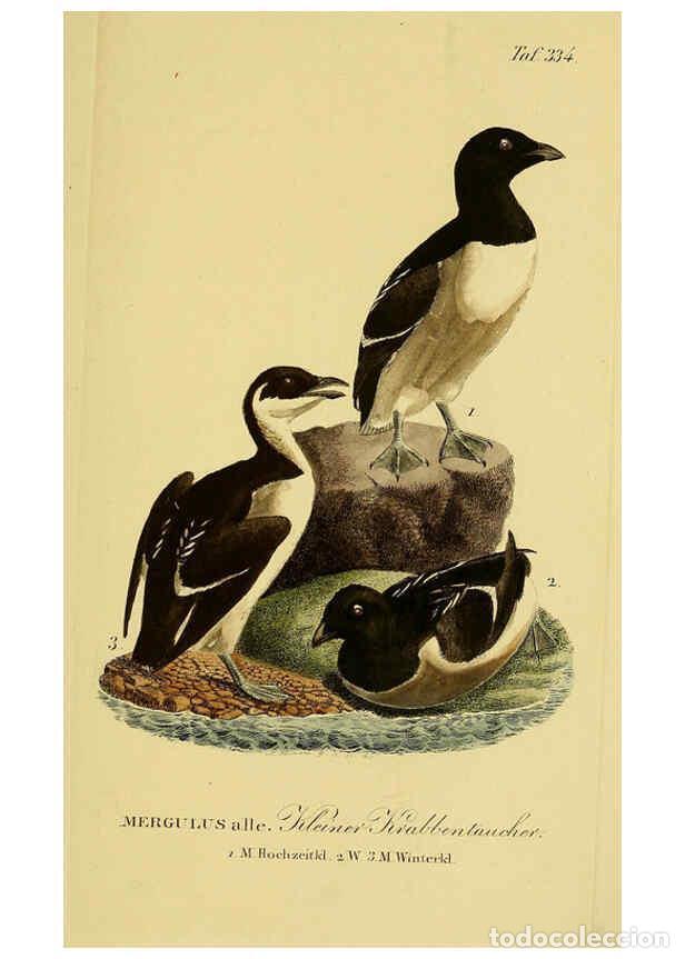 Collectionnisme de Revues et Journaux: Reproducci&oacute;n/Reproduction 6058936873: Johann Andreas Naumann's ... Naturgeschichte der V&ouml;gel Deutsch