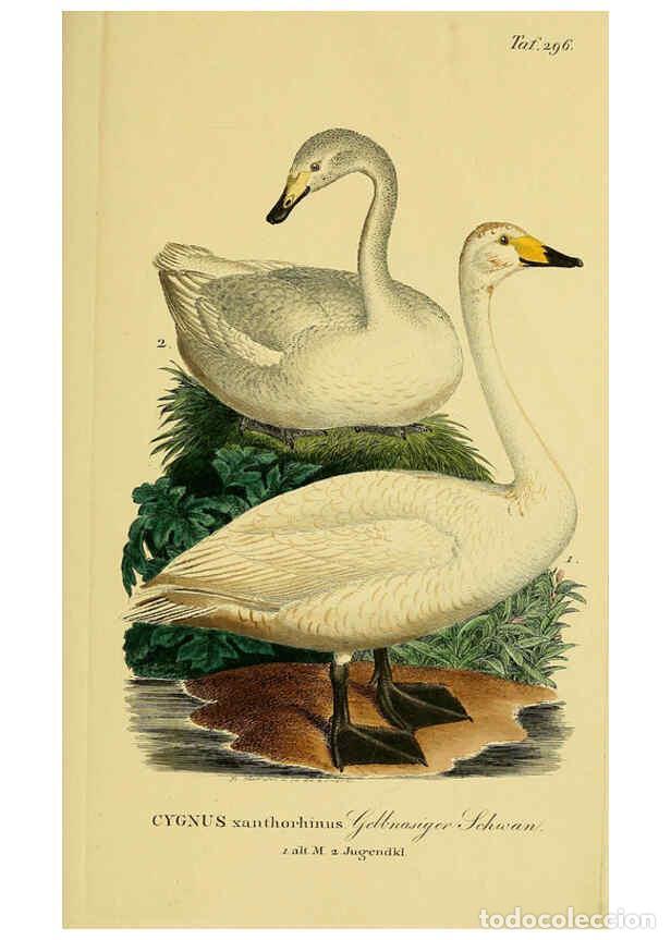 Collectionnisme de Revues et Journaux: Reproducci&oacute;n/Reproduction 6058924009: Johann Andreas Naumann's ... Naturgeschichte der V&ouml;gel Deutsch