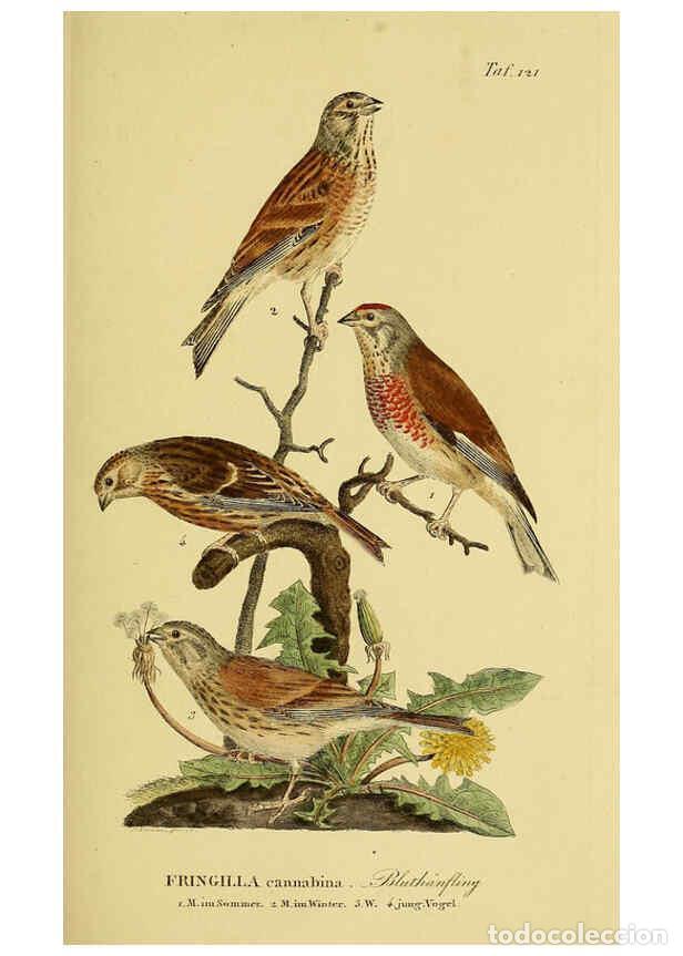 Collectionnisme de Revues et Journaux: Reproducci&oacute;n/Reproduction 6058864133: Johann Andreas Naumann's ... Naturgeschichte der V&ouml;gel Deutsch