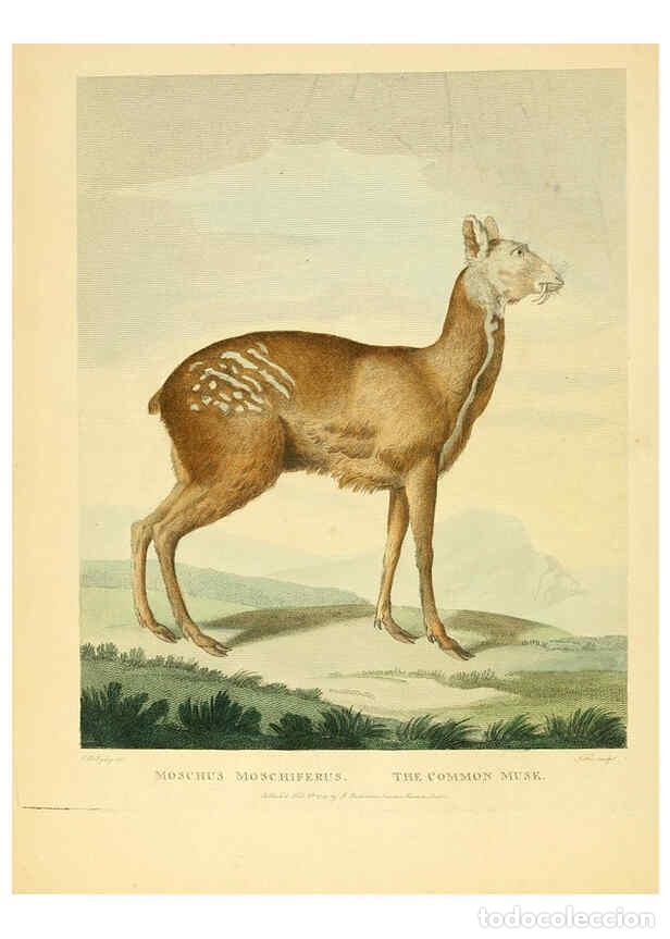 Collectionnisme de Revues et Journaux: Reproducci&oacute;n/Reproduction 6059021499: Musei Leveriani explicatio, anglica et latina [London] :Impens