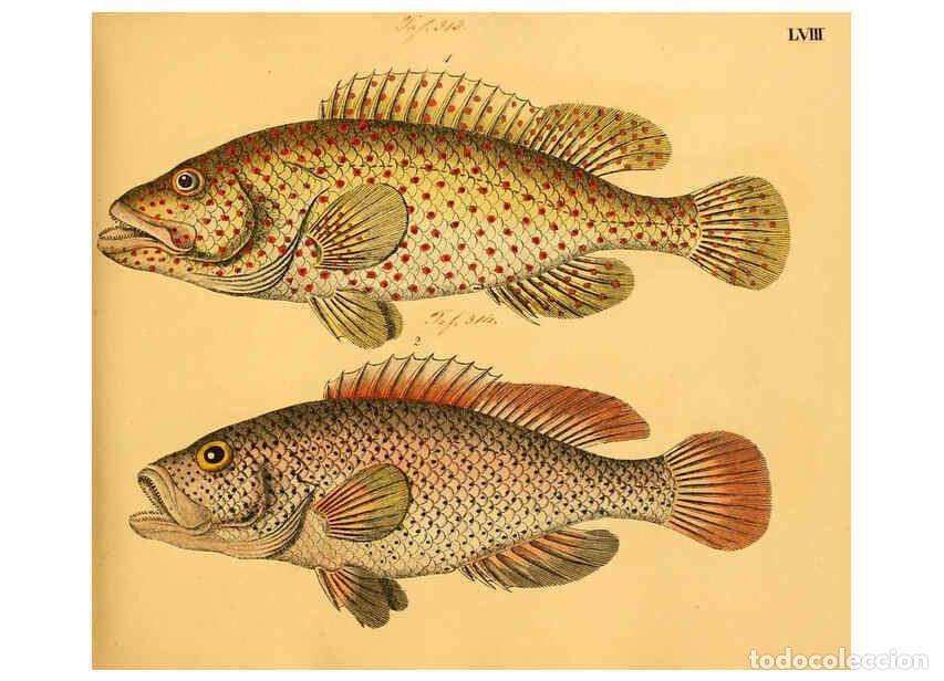 Collectionnisme de Revues et Journaux: Reproducci&oacute;n/Reproduction 6059213772: Naturgeschichte in Bildern : mit erl&auml;uterndem Text / Von Profe