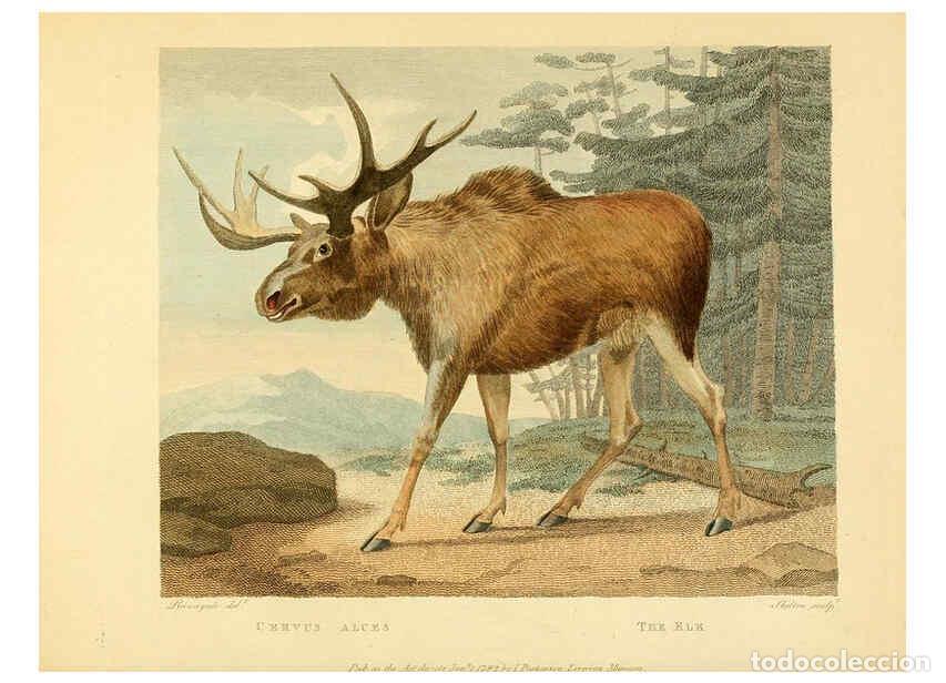 Collectionnisme de Revues et Journaux: Reproducci&oacute;n/Reproduction 6059570494: Musei Leveriani explicatio, anglica et latina [London] :Impens