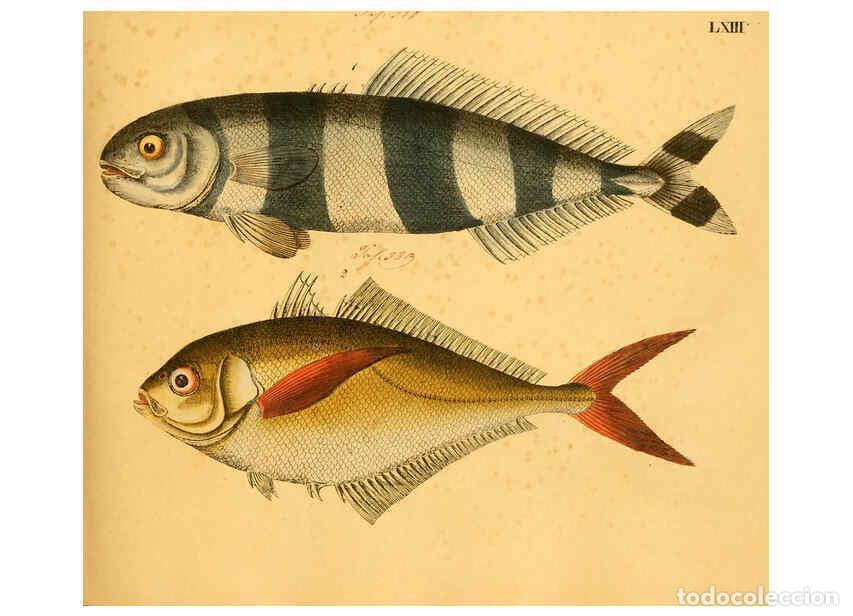 Collectionnisme de Revues et Journaux: Reproducci&oacute;n/Reproduction 6058667137: Naturgeschichte in Bildern : mit erl&auml;uterndem Text / Von Profe