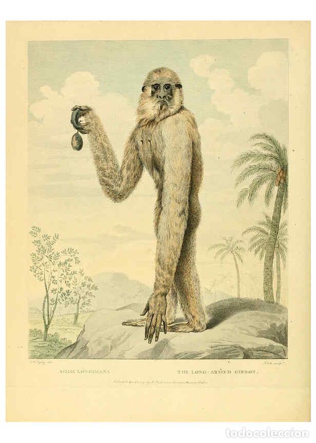 Collectionnisme de Revues et Journaux: Reproducci&oacute;n/Reproduction 6059571634: Musei Leveriani explicatio, anglica et latina [London] :Impens