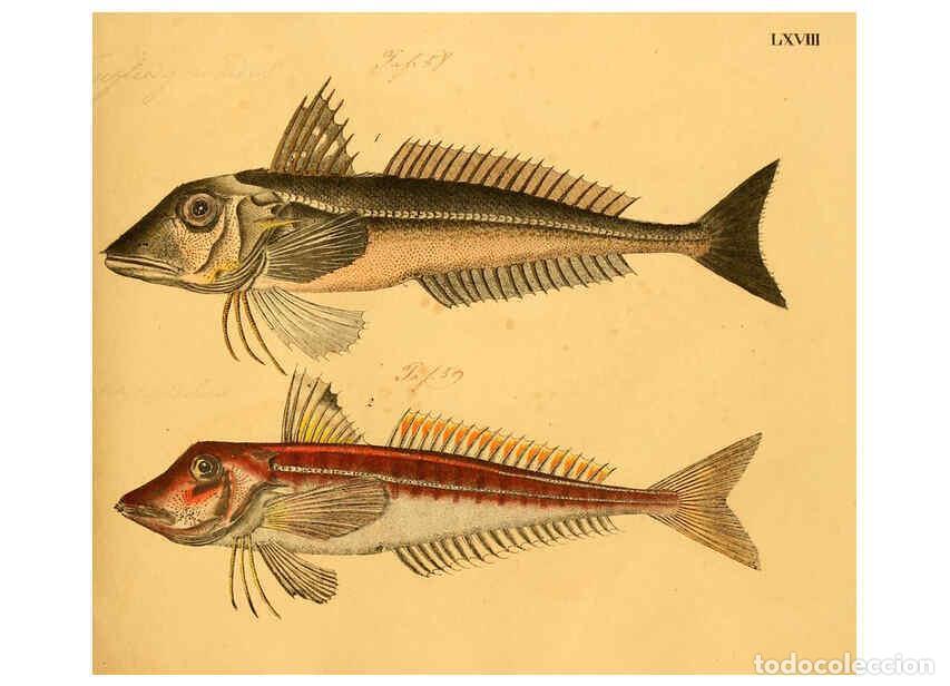 Collectionnisme de Revues et Journaux: Reproducci&oacute;n/Reproduction 6059215600: Naturgeschichte in Bildern : mit erl&auml;uterndem Text / Von Profe