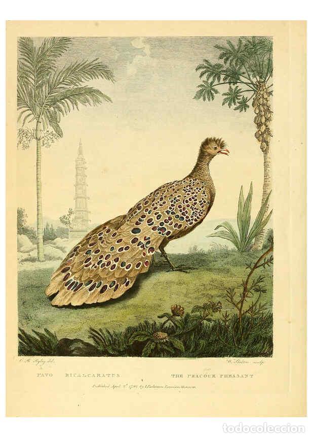 Collectionnisme de Revues et Journaux: Reproducci&oacute;n/Reproduction 6059024959: Musei Leveriani explicatio, anglica et latina [London] :Impens