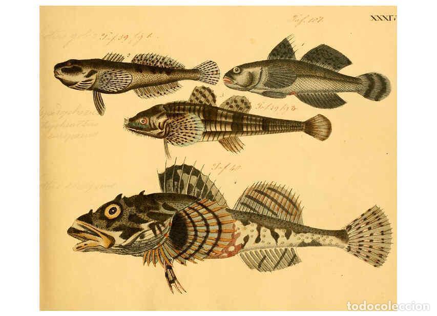 Collectionnisme de Revues et Journaux: Reproducci&oacute;n/Reproduction 6058661289: Naturgeschichte in Bildern : mit erl&auml;uterndem Text / Von Profe