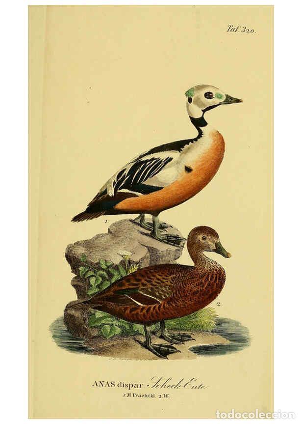 Collectionnisme de Revues et Journaux: Reproducci&oacute;n/Reproduction 6059479546: Johann Andreas Naumann's ... Naturgeschichte der V&ouml;gel Deutsch