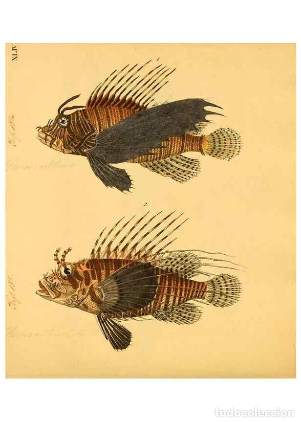 Collectionnisme de Revues et Journaux: Reproducci&oacute;n/Reproduction 6058663597: Naturgeschichte in Bildern : mit erl&auml;uterndem Text / Von Profe