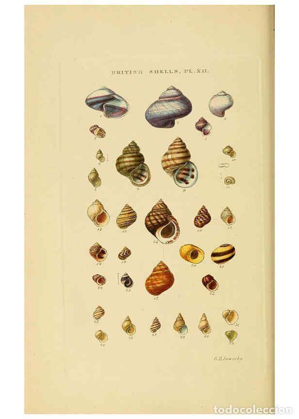 Collectionnisme de Revues et Journaux: Reproducci&oacute;n/Reproduction 6058589003: Illustrated index of British shells London :Simpkin, Marshall,
