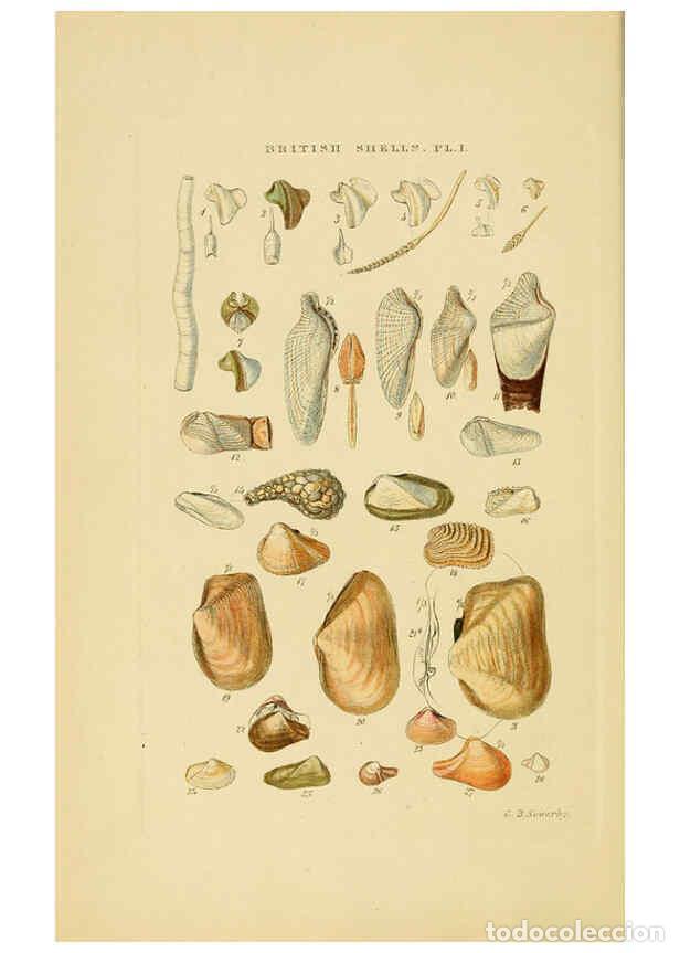 Collection Magazines and Newspapers: Reproducci&oacute;n/Reproduction 6059134842: Illustrated index of British shells London :Simpkin, Marshall,