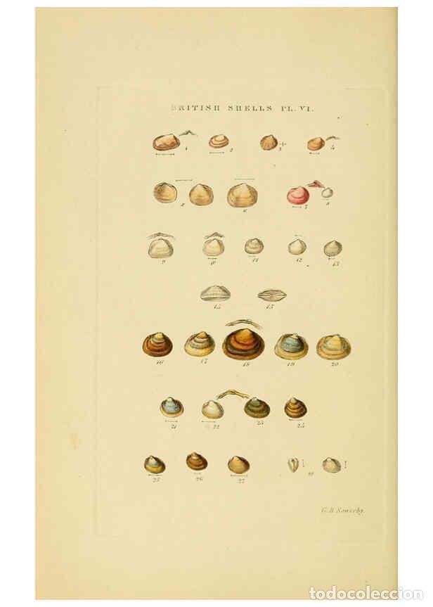 Collection Magazines and Newspapers: Reproducci&oacute;n/Reproduction 6059135842: Illustrated index of British shells London :Simpkin, Marshall,