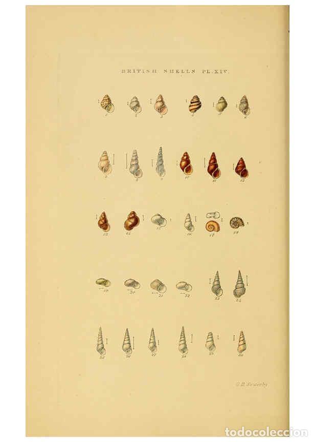 Collectionnisme de Revues et Journaux: Reproducci&oacute;n/Reproduction 6058589353: Illustrated index of British shells London :Simpkin, Marshall,