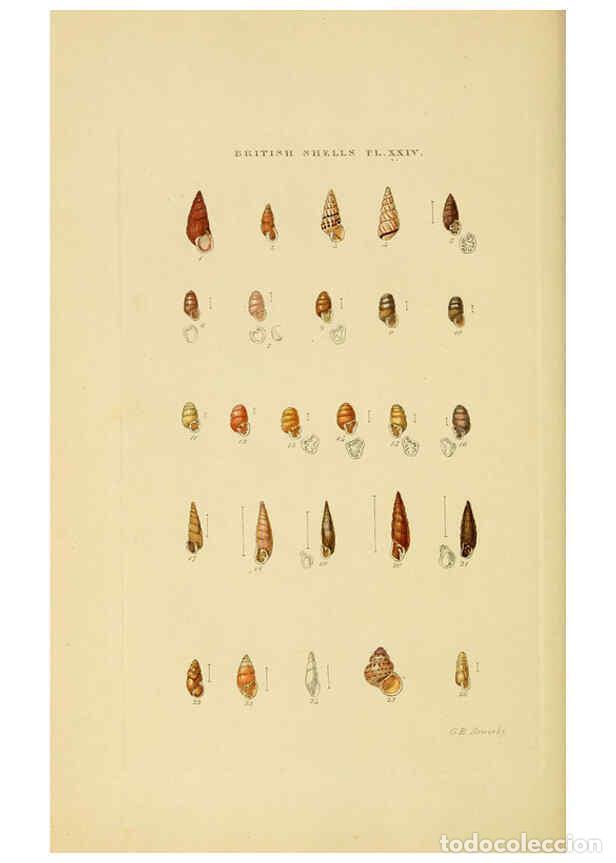 Sammeln von Zeitschriften und Zeitungen: Reproducci&oacute;n/Reproduction 6058591071: Illustrated index of British shells London :Simpkin, Marshall,