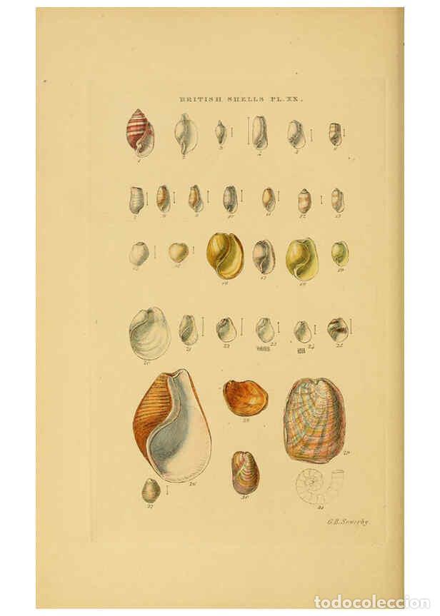 Collectionnisme de Revues et Journaux: Reproducci&oacute;n/Reproduction 6058590341: Illustrated index of British shells London :Simpkin, Marshall,