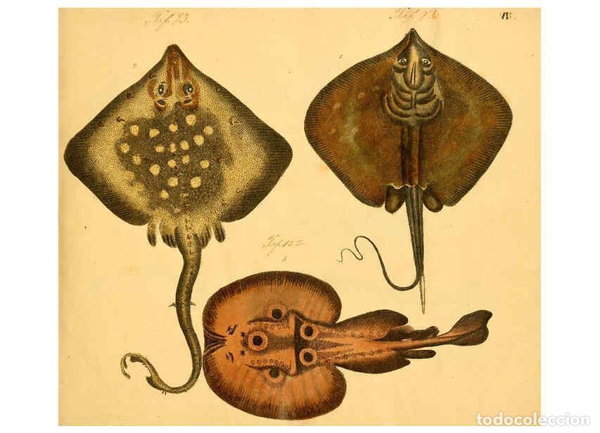 Collectionnisme de Revues et Journaux: Reproducci&oacute;n/Reproduction 6059203420: Naturgeschichte in Bildern : mit erl&auml;uterndem Text / Von Profe