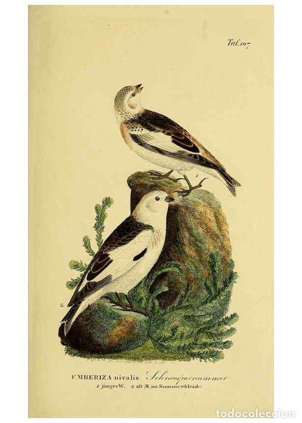 Collectionnisme de Revues et Journaux: Reproducci&oacute;n/Reproduction 6058859241: Johann Andreas Naumann's ... Naturgeschichte der V&ouml;gel Deutsch