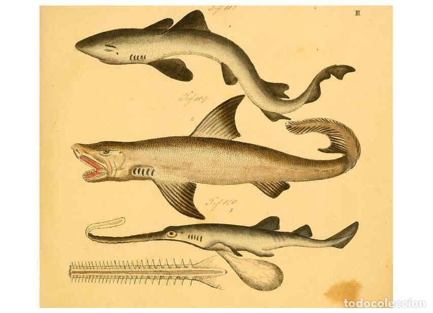 Collectionnisme de Revues et Journaux: Reproducci&oacute;n/Reproduction 6058654959: Naturgeschichte in Bildern : mit erl&auml;uterndem Text / Von Profe