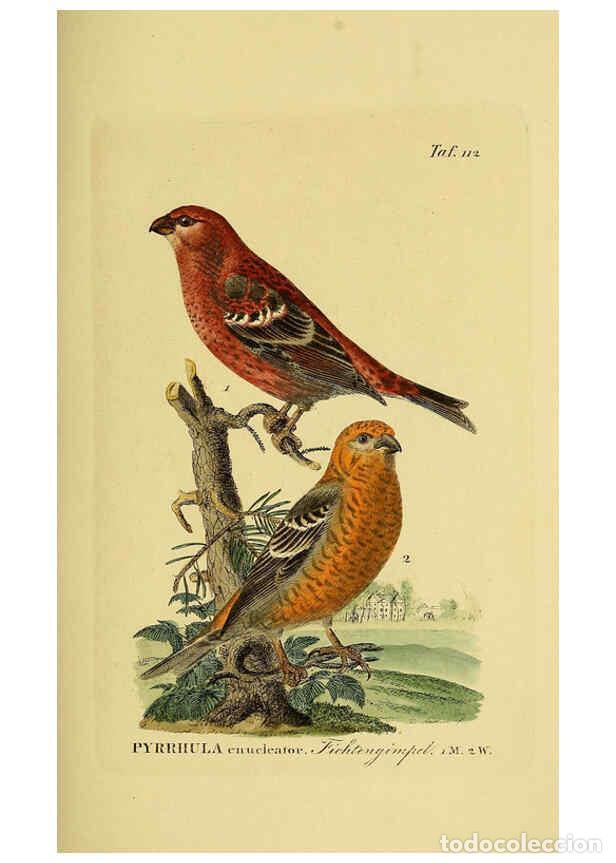 Collectionnisme de Revues et Journaux: Reproducci&oacute;n/Reproduction 6059407422: Johann Andreas Naumann's ... Naturgeschichte der V&ouml;gel Deutsch