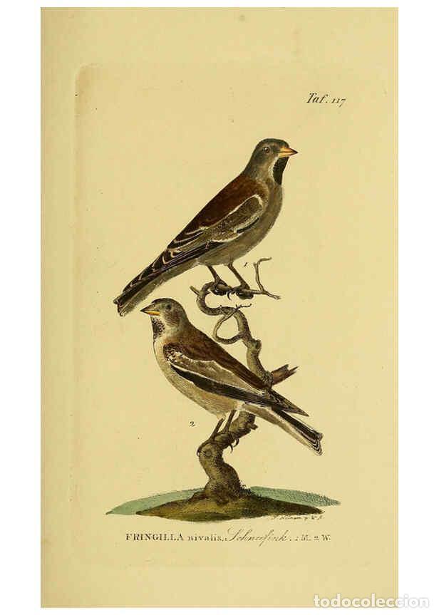 Collectionnisme de Revues et Journaux: Reproducci&oacute;n/Reproduction 6059409840: Johann Andreas Naumann's ... Naturgeschichte der V&ouml;gel Deutsch