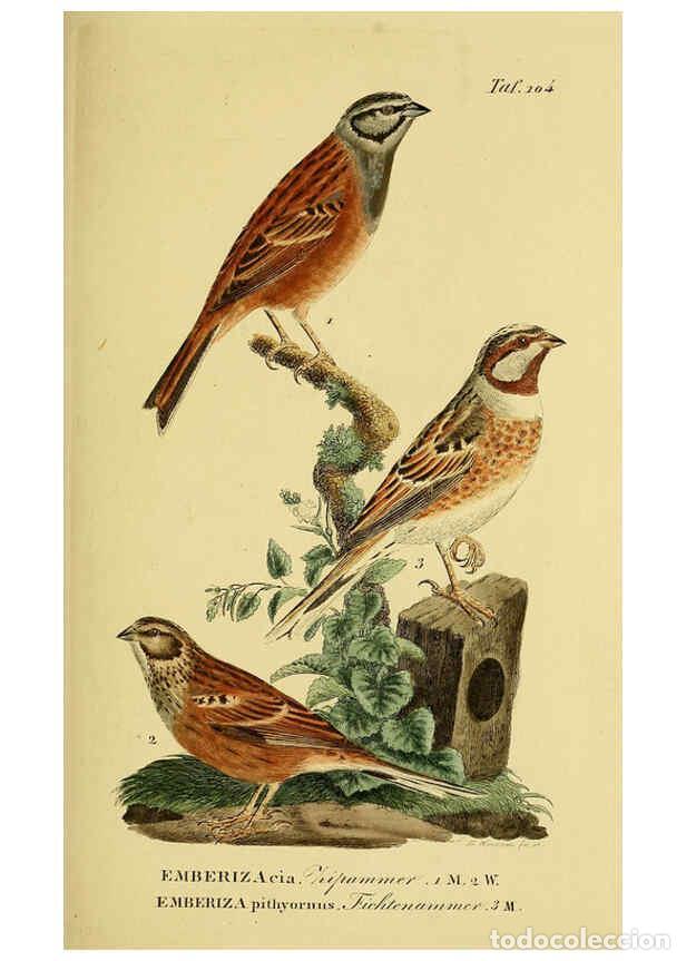 Collectionnisme de Revues et Journaux: Reproducci&oacute;n/Reproduction 6058858341: Johann Andreas Naumann's ... Naturgeschichte der V&ouml;gel Deutsch