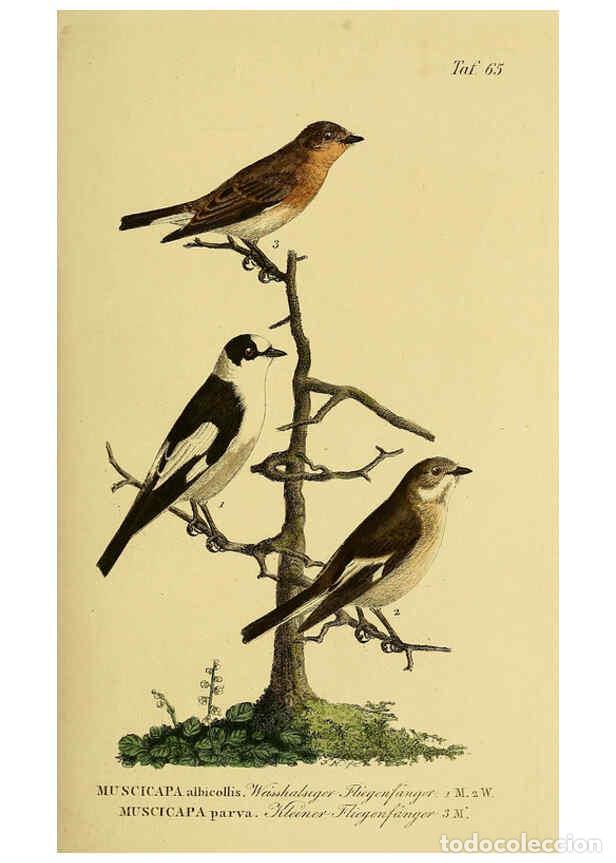 Collectionnisme de Revues et Journaux: Reproducci&oacute;n/Reproduction 6058847181: Johann Andreas Naumann's ... Naturgeschichte der V&ouml;gel Deutsch