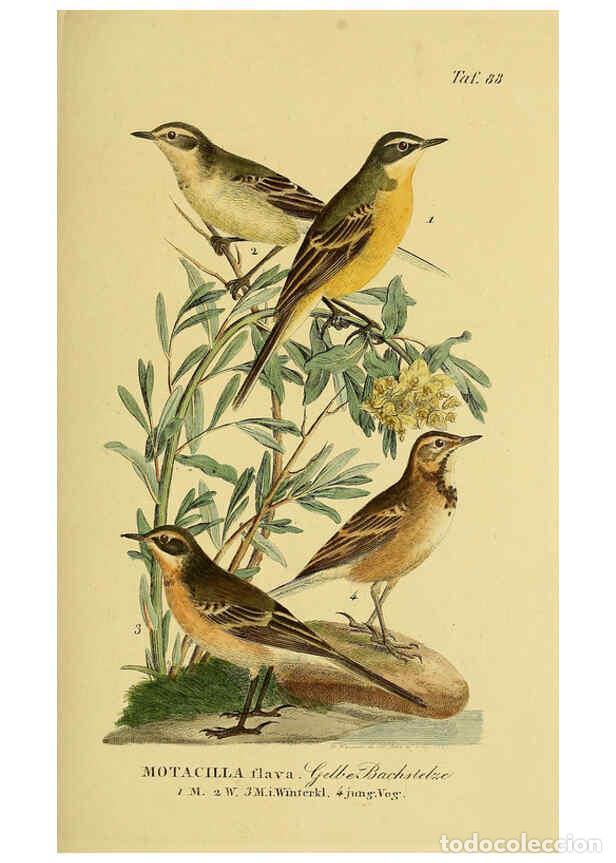 Collectionnisme de Revues et Journaux: Reproducci&oacute;n/Reproduction 6058853627: Johann Andreas Naumann's ... Naturgeschichte der V&ouml;gel Deutsch