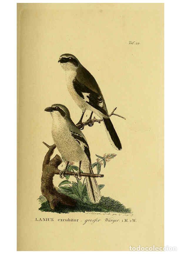 Collectionnisme de Revues et Journaux: Reproducci&oacute;n/Reproduction 6058842473: Johann Andreas Naumann's ... Naturgeschichte der V&ouml;gel Deutsch