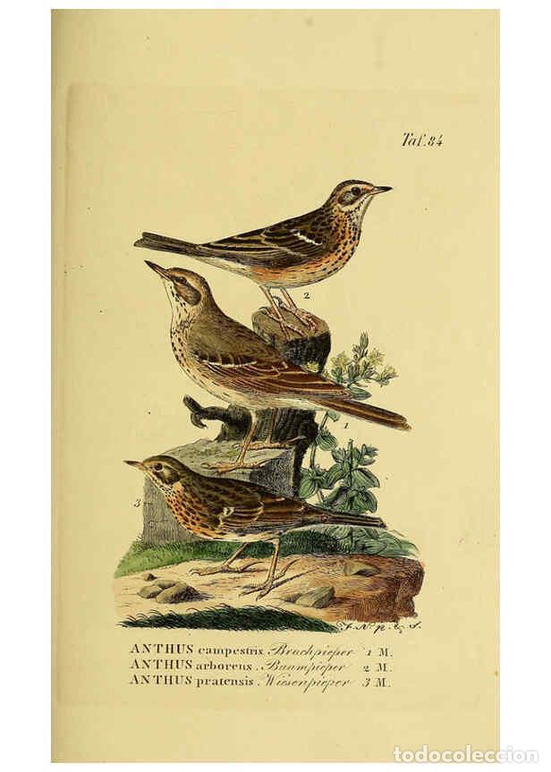 Collectionnisme de Revues et Journaux: Reproducci&oacute;n/Reproduction 6058852395: Johann Andreas Naumann's ... Naturgeschichte der V&ouml;gel Deutsch