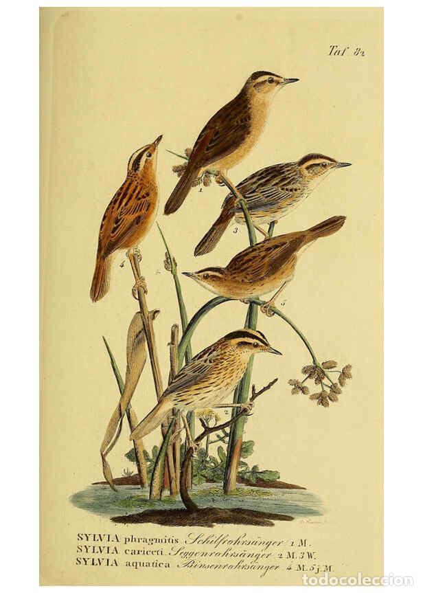 Collectionnisme de Revues et Journaux: Reproducci&oacute;n/Reproduction 6058851837: Johann Andreas Naumann's ... Naturgeschichte der V&ouml;gel Deutsch