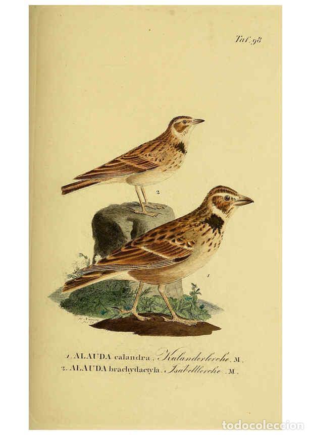 Collectionnisme de Revues et Journaux: Reproducci&oacute;n/Reproduction 6059403366: Johann Andreas Naumann's ... Naturgeschichte der V&ouml;gel Deutsch