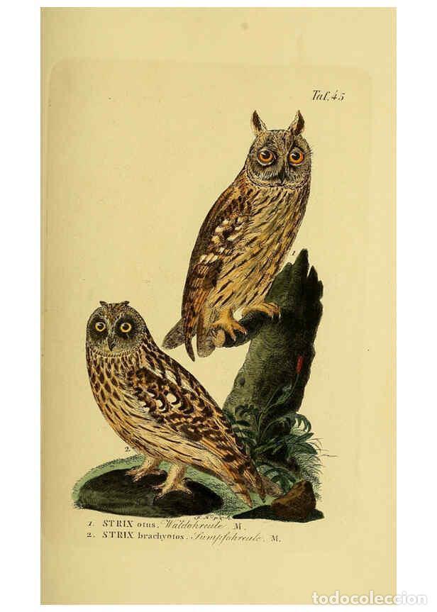 Collectionnisme de Revues et Journaux: Reproducci&oacute;n/Reproduction 6059387714: Johann Andreas Naumann's ... Naturgeschichte der V&ouml;gel Deutsch