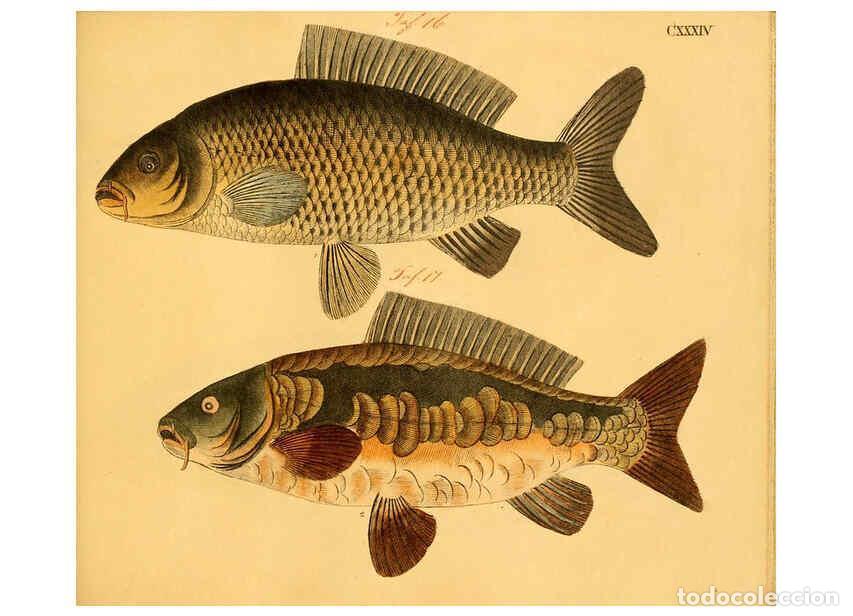 Collectionnisme de Revues et Journaux: Reproducci&oacute;n/Reproduction 6058682457: Naturgeschichte in Bildern : mit erl&auml;uterndem Text / Von Profe