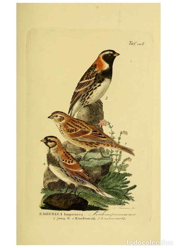 Collectionnisme de Revues et Journaux: Reproducci&oacute;n/Reproduction 6058859517: Johann Andreas Naumann's ... Naturgeschichte der V&ouml;gel Deutsch