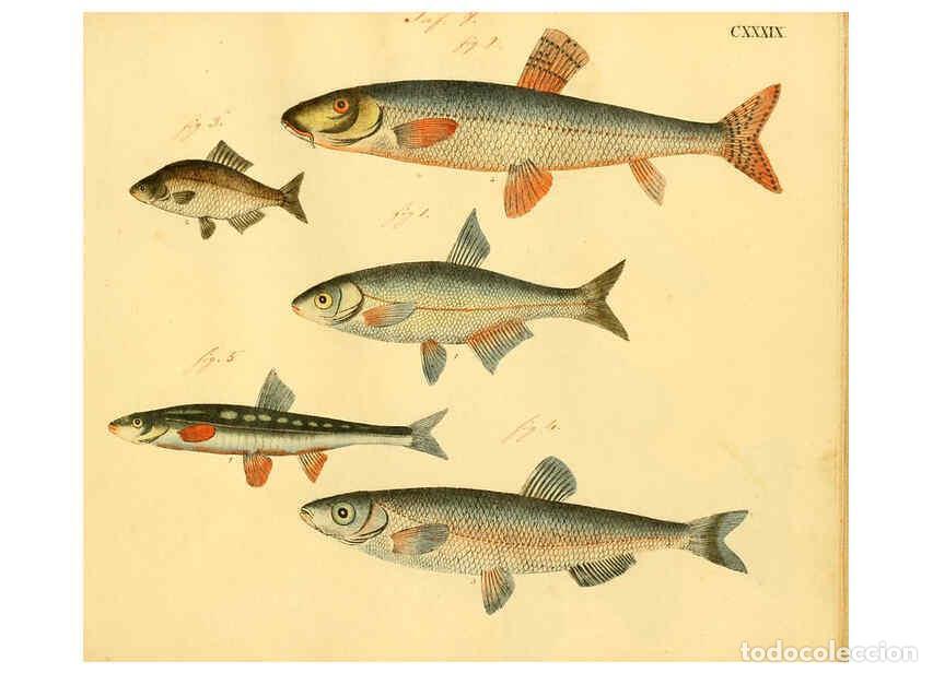 Collectionnisme de Revues et Journaux: Reproducci&oacute;n/Reproduction 6059230744: Naturgeschichte in Bildern : mit erl&auml;uterndem Text / Von Profe