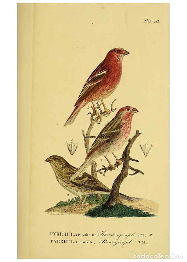 Collectionnisme de Revues et Journaux: Reproducci&oacute;n/Reproduction 6058860841: Johann Andreas Naumann's ... Naturgeschichte der V&ouml;gel Deutsch