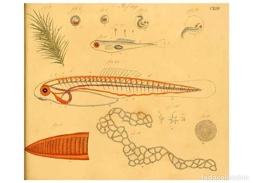 Collectionnisme de Revues et Journaux: Reproducci&oacute;n/Reproduction 6059231858: Naturgeschichte in Bildern : mit erl&auml;uterndem Text / Von Profe