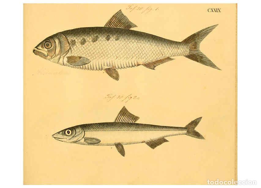 Collectionnisme de Revues et Journaux: Reproducci&oacute;n/Reproduction 6058681545: Naturgeschichte in Bildern : mit erl&auml;uterndem Text / Von Profe