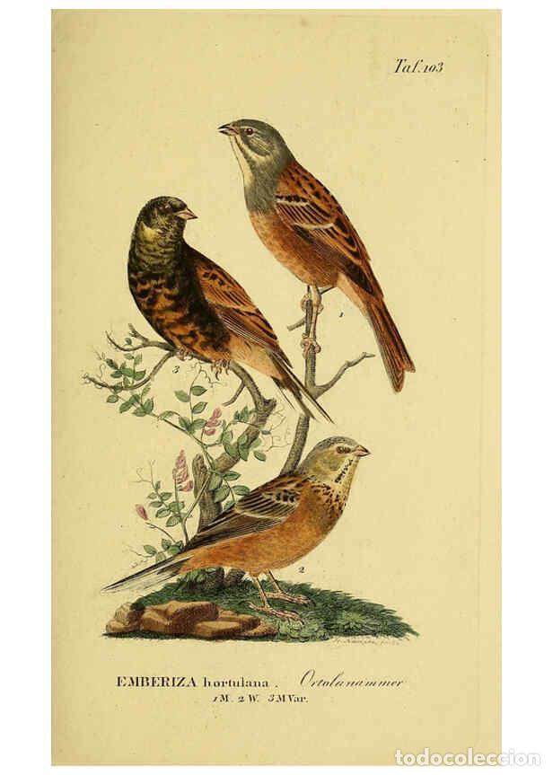 Collectionnisme de Revues et Journaux: Reproducci&oacute;n/Reproduction 6058858117: Johann Andreas Naumann's ... Naturgeschichte der V&ouml;gel Deutsch