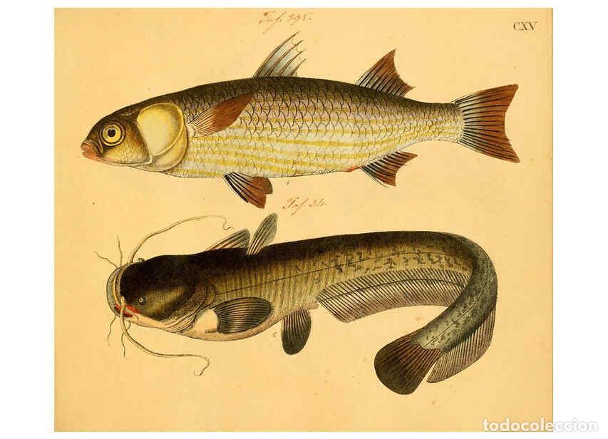 Collectionnisme de Revues et Journaux: Reproducci&oacute;n/Reproduction 6059225952: Naturgeschichte in Bildern : mit erl&auml;uterndem Text / Von Profe