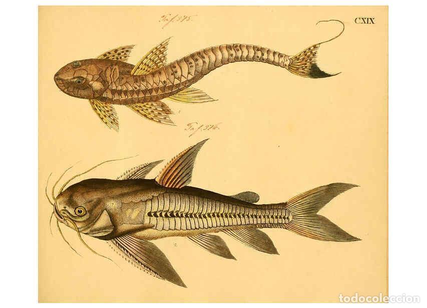 Collectionnisme de Revues et Journaux: Reproducci&oacute;n/Reproduction 6058679381: Naturgeschichte in Bildern : mit erl&auml;uterndem Text / Von Profe