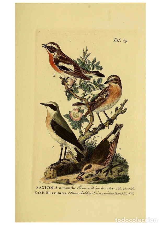 Collectionnisme de Revues et Journaux: Reproducci&oacute;n/Reproduction 6059400508: Johann Andreas Naumann's ... Naturgeschichte der V&ouml;gel Deutsch